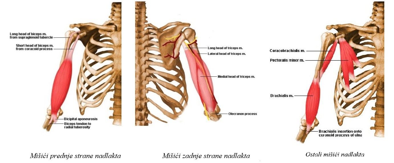 anatomija misica nadlaktice bicepsi