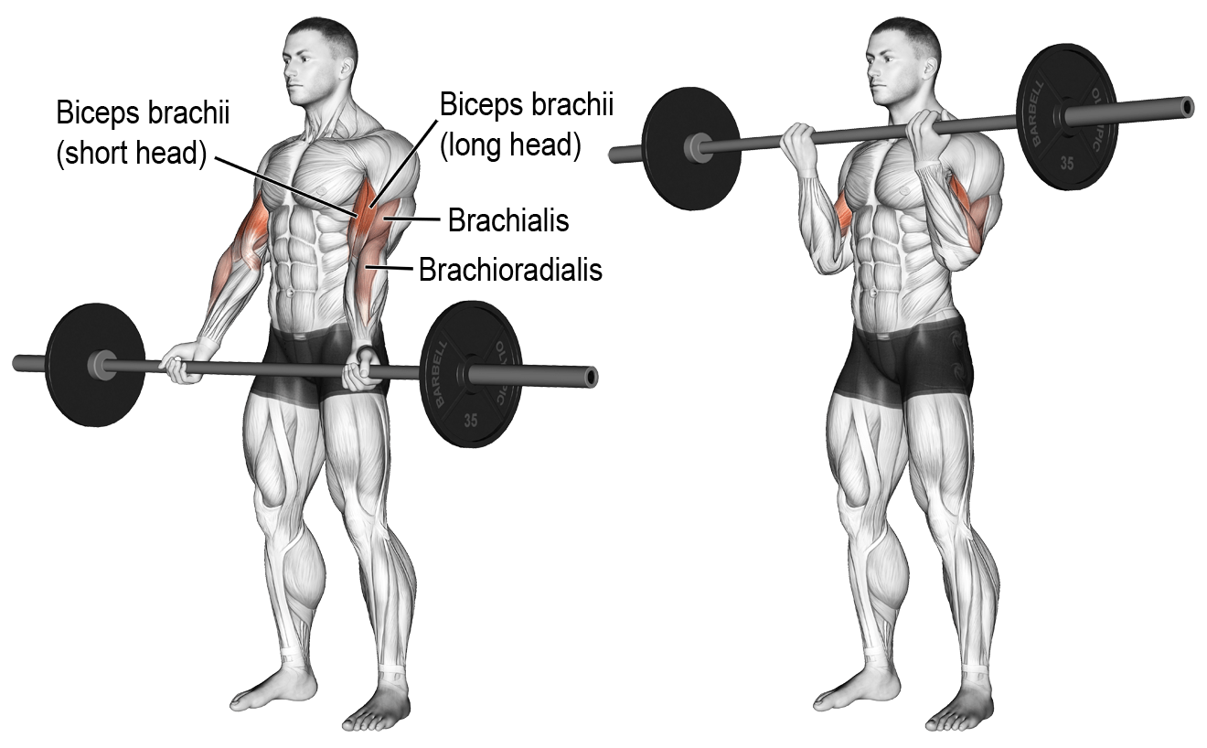 barbell-curl