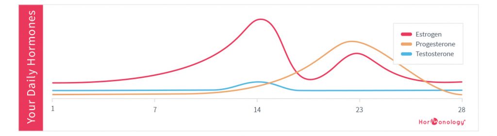 female hormone cycle chart